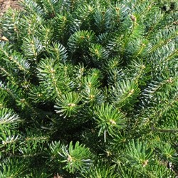 Пихта корейская Компакт купить