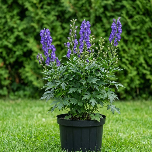 Аконит гибридный Элеонора купить