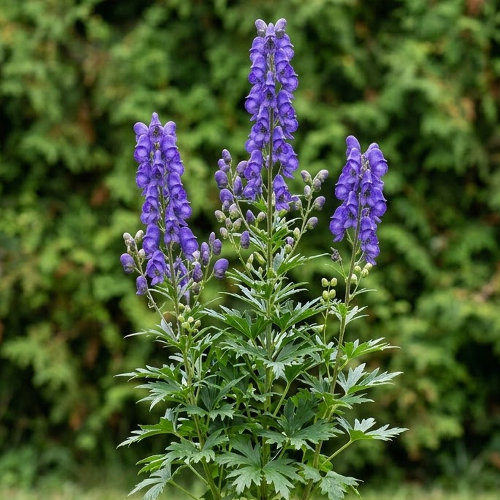 Аконит (борец) клобучковый купить