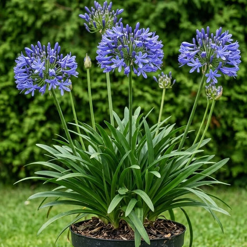 Агапантус Блю Триумфатор купить