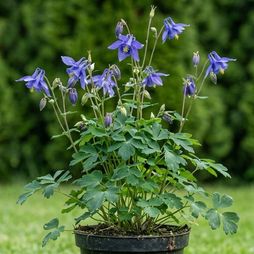 Аквилегия альпийская купить