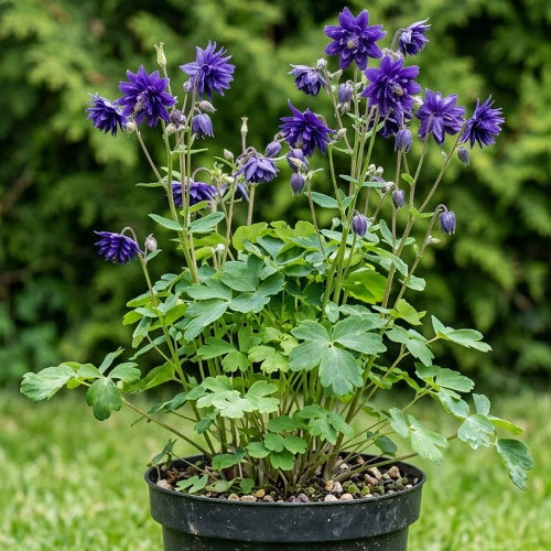 Аквилегия гибридная Барлоу Блю купить