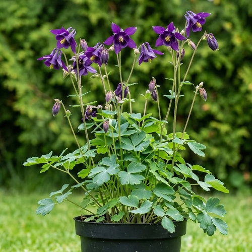 Аквилегия гибридная Джевел Дип Пёпл купить