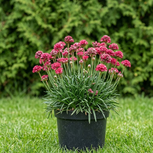 Армерия приморская Рубра купить