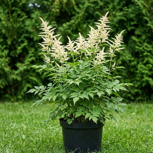 Волжанка обыкновенная купить