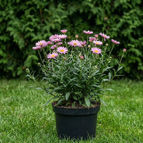 Астра альпийская Вергрейв Пинк купить