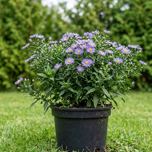 Астра кустообразная Блаубокс купить