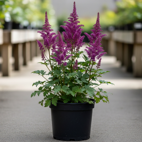 Астильба китайская Maggie Daley купить