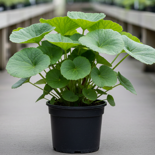 Астильбоидес пластинчатый купить