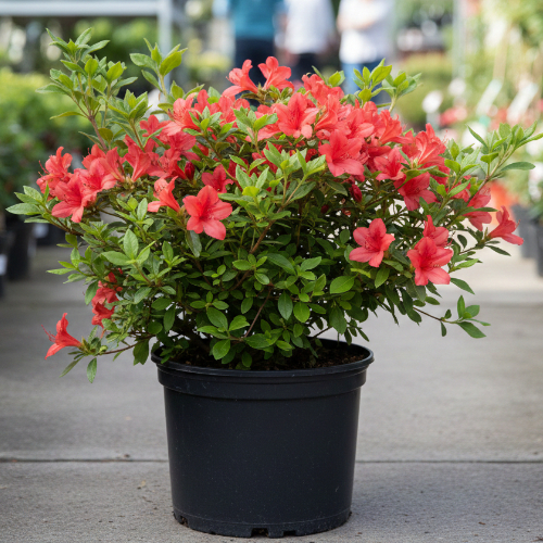 Азалия Фейерверк купить