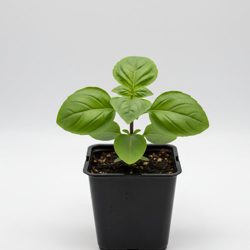 Базилик овощной Арарат купить