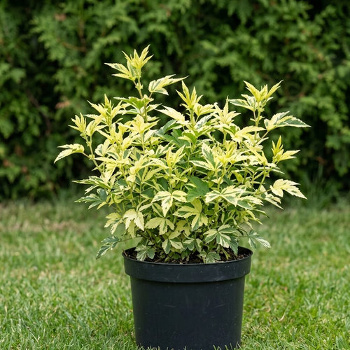 Белоголовник Вариегата купить