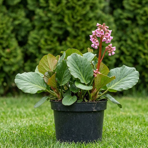 Бадан сердцелистный Баби Долл купить