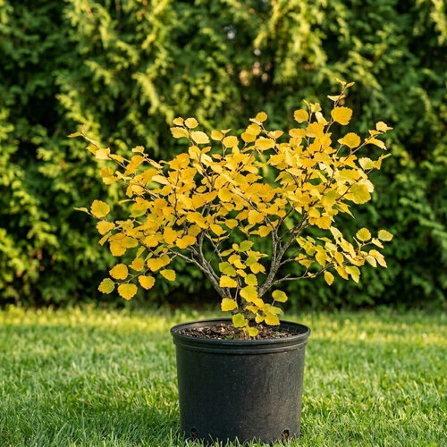 Береза карликовая Голден Трэжэ купить