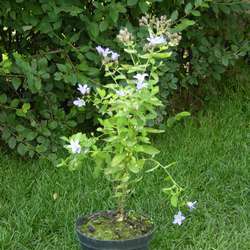 Колокольчик молочноцветковый Причардс Вариети купить