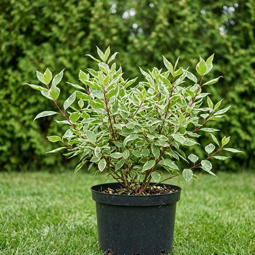 Дерен белый Сайбериан Перлс купить