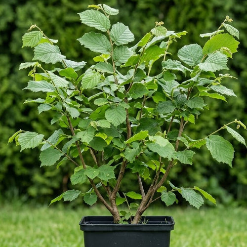 Лещина обыкновенная Ферт Де Ноттингем купить