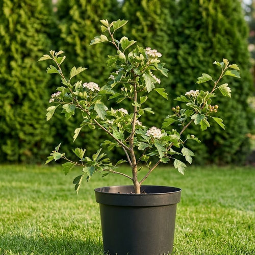 Боярышник однопестичный  купить