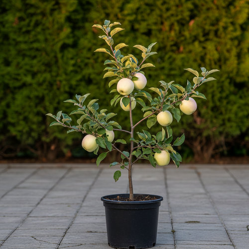 Дерево-сад Яблоня Белый налив, Грушовка Московская ИЛИ Коричное полосатое купить