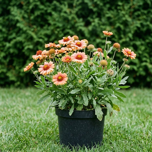 Гайллардия Галло Пич купить