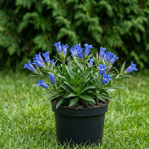 Горечавка динарская купить