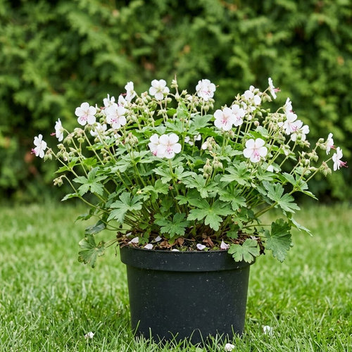 Герань кембриджская Биоково купить