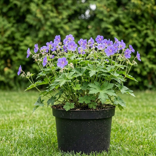 Герань Кларка Кашмир Блю купить