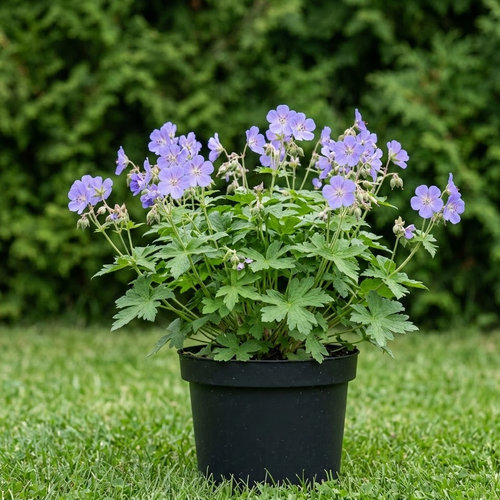 Герань гималайская Бэби Блю купить