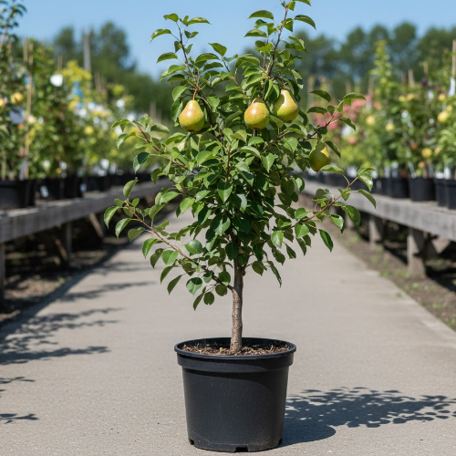 Груша Десертная россошанская купить