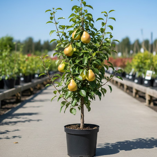 Груша Любимица Яковлева купить