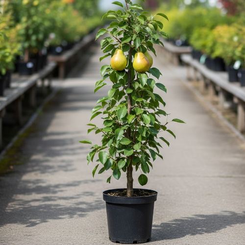 Груша Осенняя Яковлева купить