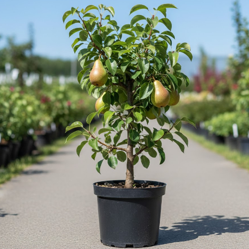 Груша Просто Мария купить