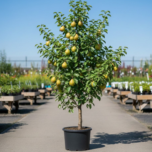 Груша Верная купить