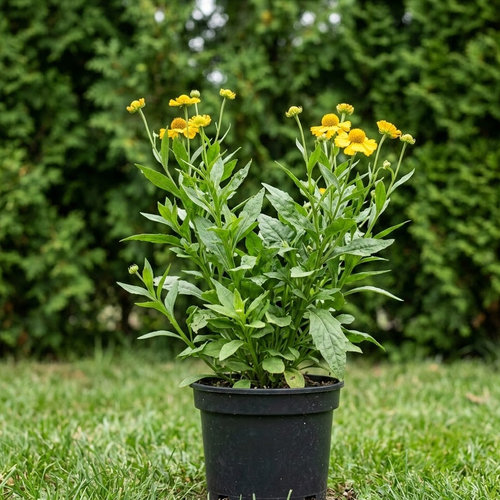 Гелениум Хупа купить