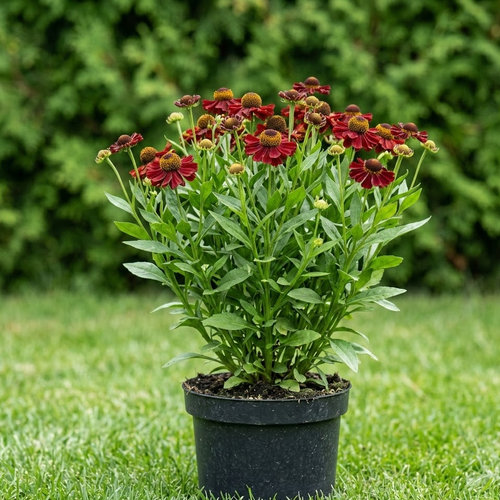 Гелениум гибридный Рубинцверг купить