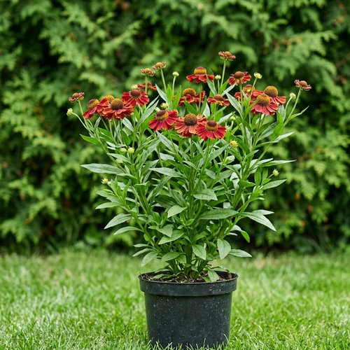 Гелениум гибридный Руби Чарм купить