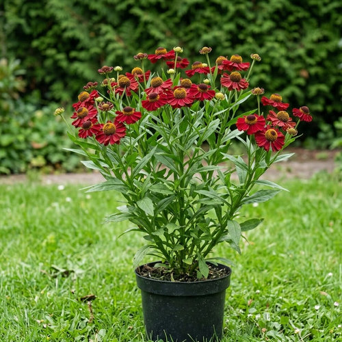 Гелениум гибридный Руби Тьюсдей купить