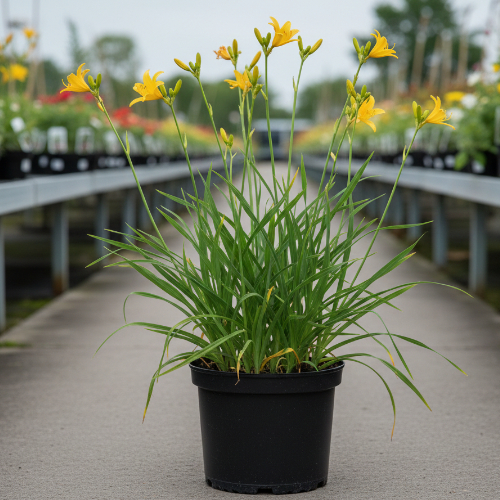 Лилейник гибридный Мини Стелла купить