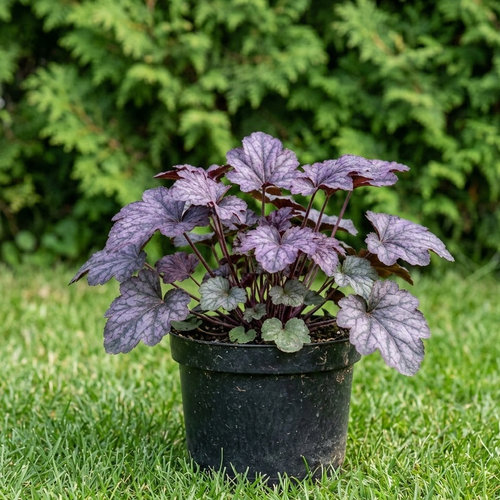 Гейхера гибридная Аметист Мист купить