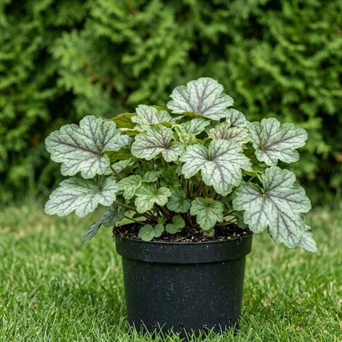 Гейхера гибридная Винес купить