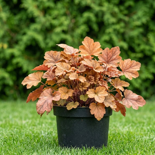 Гейхерелла Свит Ти купить