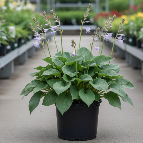 Хоста гибридная Блю Кадет купить