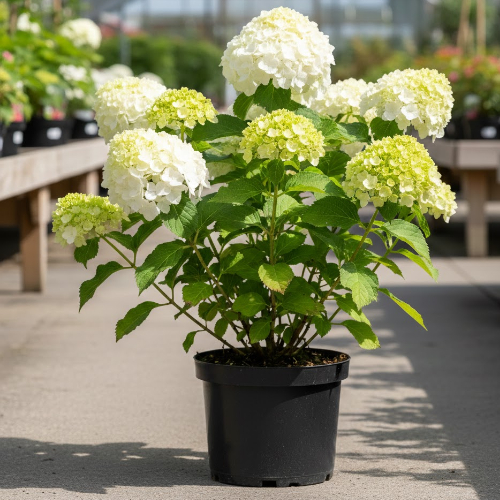 Гортензия древовидная Кандибель Маршмеллоу купить