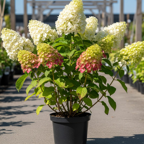 Гортензия метельчатая Граффити купить