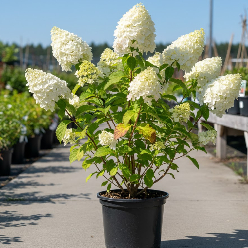 Гортензия метельчатая Грейт Эскейп купить