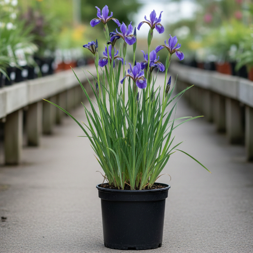 Ирис сибирский Баниш Мисфорчун купить