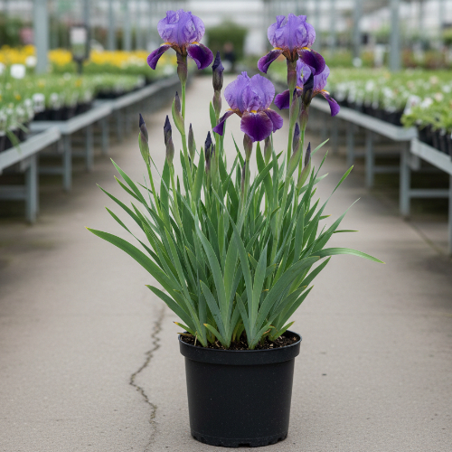 Ирис сибирский Секрет Виктории купить