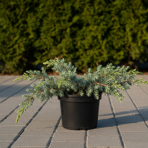 Можжевельник чешуйчатый Блю Карпет купить