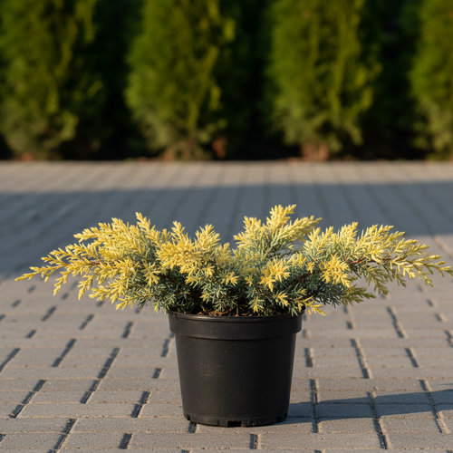 Можжевельник чешуйчатый Холгер купить