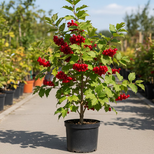 Калина сладкоплодная Таежные рубины купить